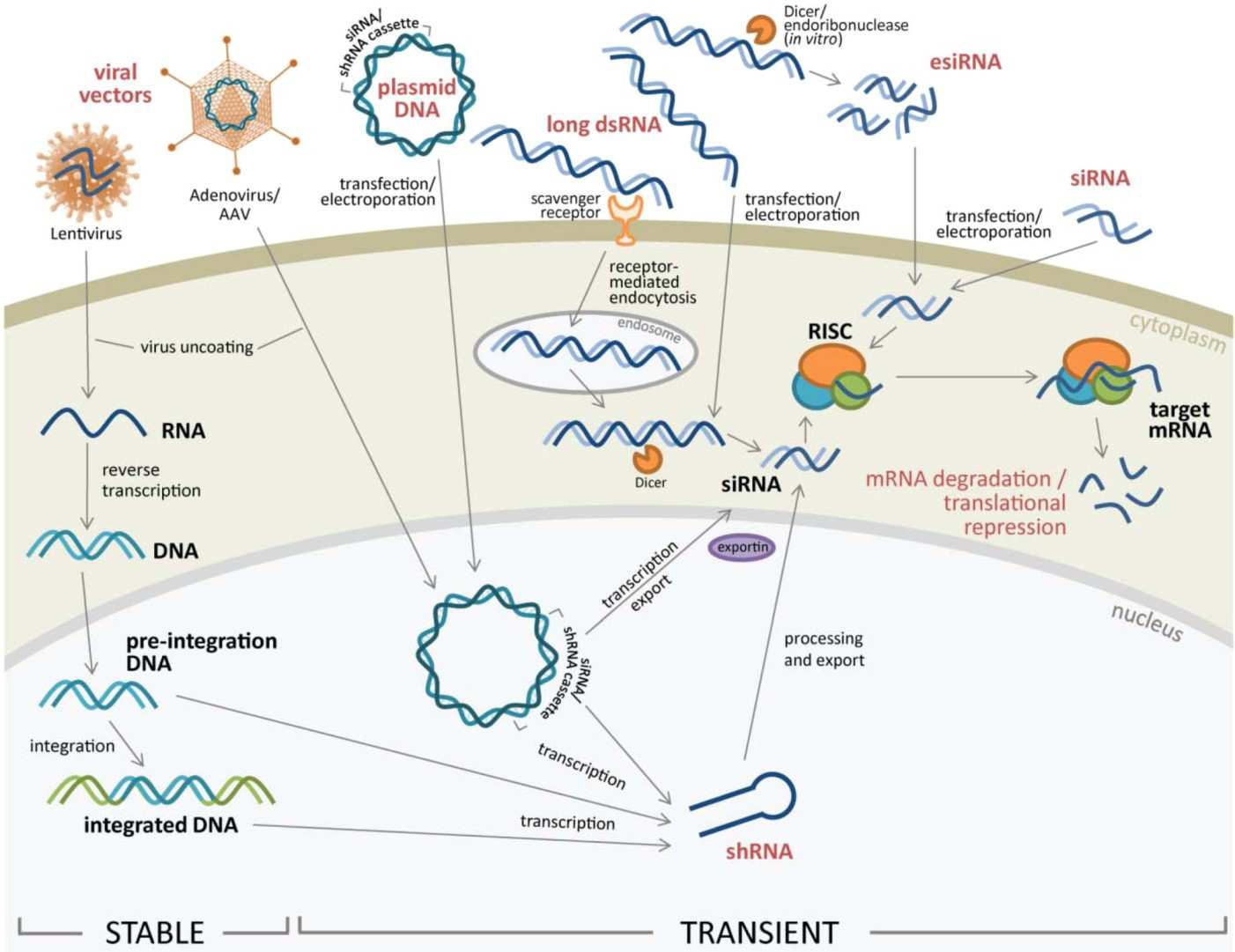 1-3-rna-interference- (rnai)-screening-1