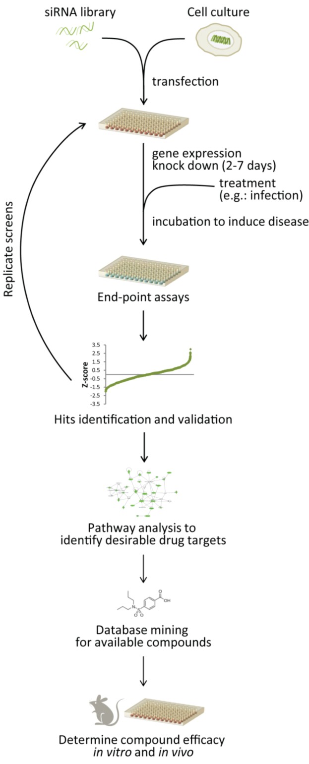 1-3-rna-interference- (rnai)-screening-3