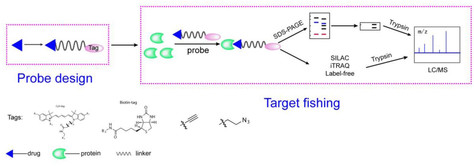 1-5-activity-based-protein-profiling-(abpp)-1