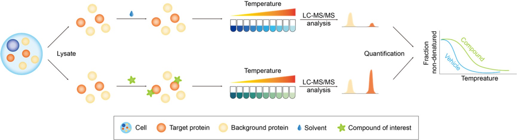 1-7-thermal-proteome-profiling-(tpp)-1