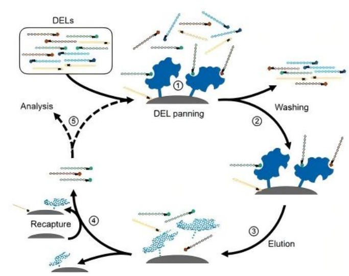 Standard DEL selection cycle
