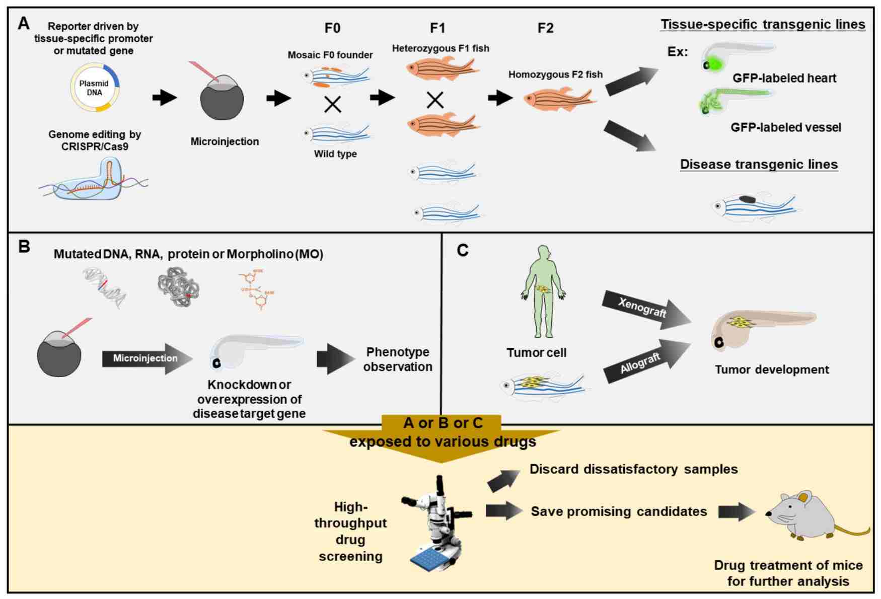 Zebrafish for phenotype-based high-throughput drug screening.